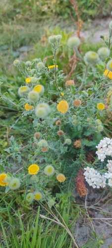 Small Fleabane