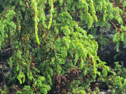 Azores juniper (Juniperus brevifolia)