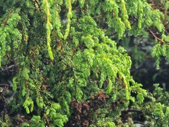 author not stated, no rights reserved Juniperus brevifolia, photograph author not stated, no rights reserved