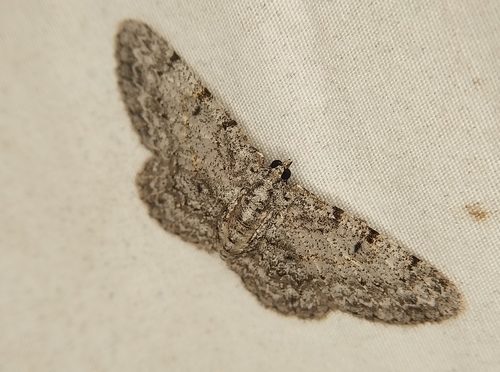 Four-barred Gray photo 3