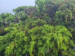 Juniperus brevifolia, photograph author not stated, no rights reserved