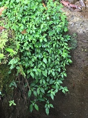 Elatostema cyrtandrifolium