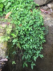 Elatostema cyrtandrifolium