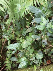 Elatostema cyrtandrifolium