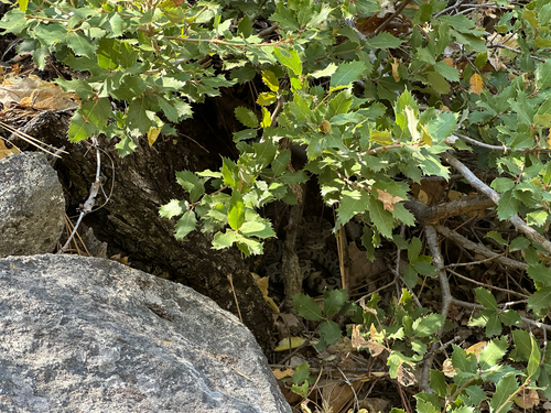 iNaturalist observation photo of Northern Pacific Rattlesnake