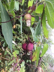 Codonopsis javanica japonica