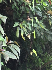 Codonopsis javanica japonica