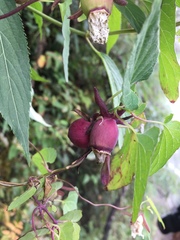 Codonopsis javanica japonica