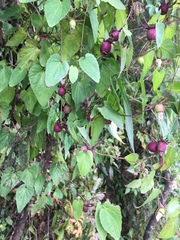 Codonopsis javanica japonica