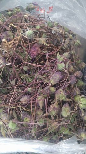 Bracteate Catnips (Nepeta bracteata)