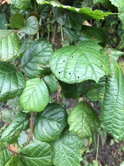 Rubus wallichianus