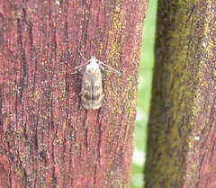 Anisoplaca cosmia