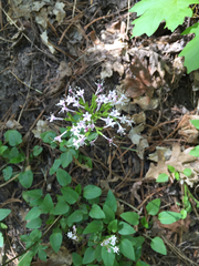 Valeriana arizonica