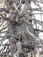 Dendrocopos major