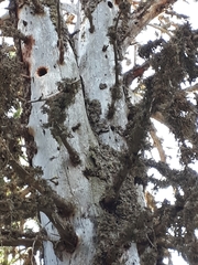 Dendrocopos major