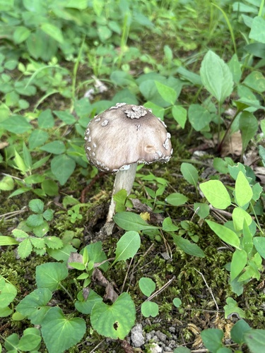 Amanita sepiacea