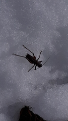 Anonconotus pusillus