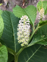 Phytolacca japonica