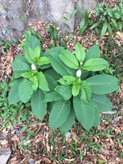 Phytolacca japonica