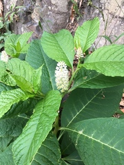 Phytolacca japonica