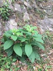 Phytolacca japonica