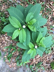 Phytolacca japonica