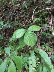 Chloranthus oldhamii