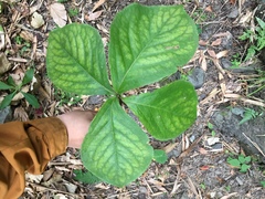 Chloranthus oldhamii