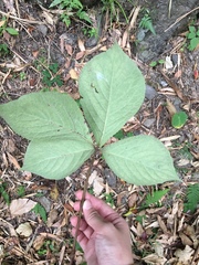 Chloranthus oldhamii