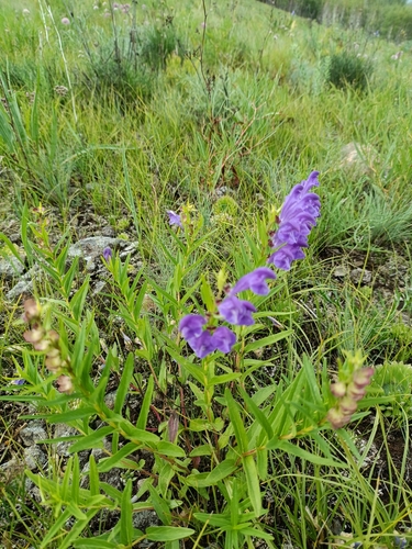 Baikal skullcap (Scutellaria baicalensis)