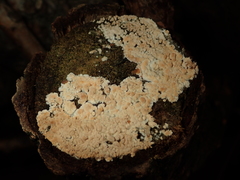 Cylindrobasidium laeve