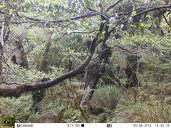 Tamiops maritimus formosanus