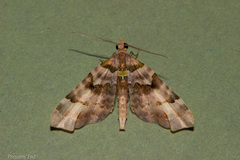 Elvia glaucata