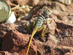 Sonoran Collared Lizard photo 2
