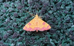 Isocentris filalis