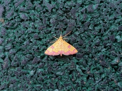 Isocentris filalis