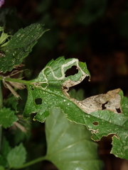 Amauromyza labiatarum
