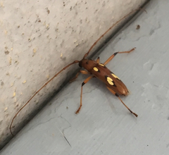 Eburodacrys sulphureosignata