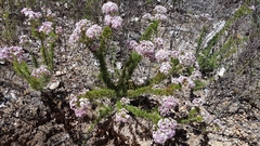 Verticordia plumosa