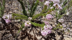Verticordia plumosa