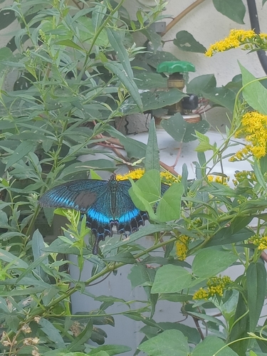 Alpine Black Swallowtail