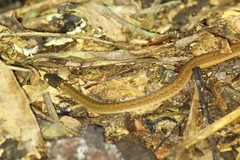 Natriciteres