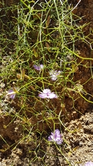 Thysanotus dichotomus
