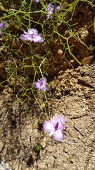 Thysanotus dichotomus