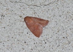 Calymera