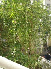 Tarlmounia elliptica