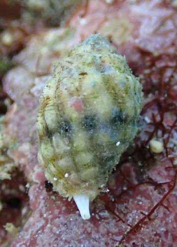 Vexillum cancellarioides observed 2025-08-22