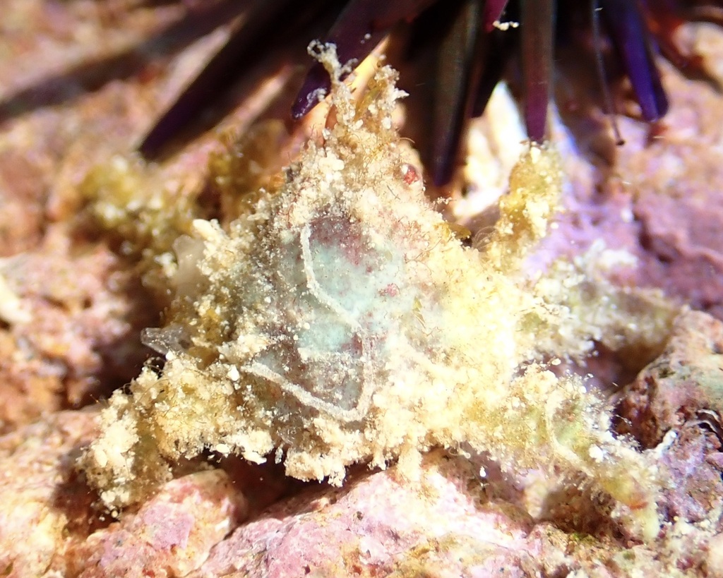 Perinia tumida