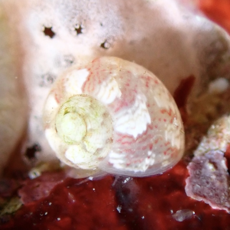 Marbled Topshell