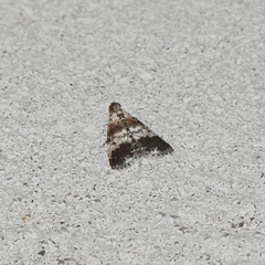 Salma ridiculalis
